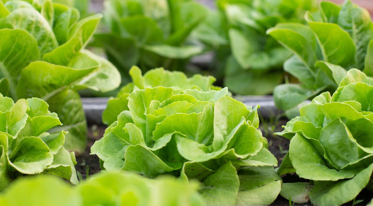 Qué significa la expresión fresca como una lechuga Diario La Verdad